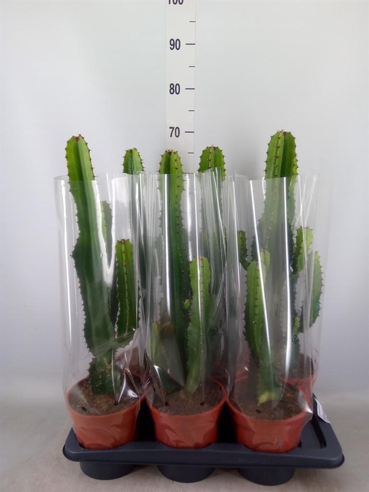 <h4>Euphorbia acrurensis</h4>