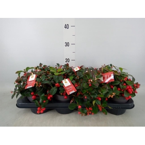 Gaultheria proc. 'Big Berry'
