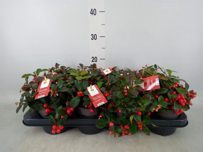 <h4>Gaultheria proc. 'Big Berry'</h4>