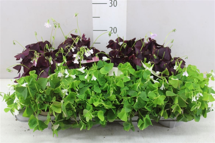 Oxalis Gemengd