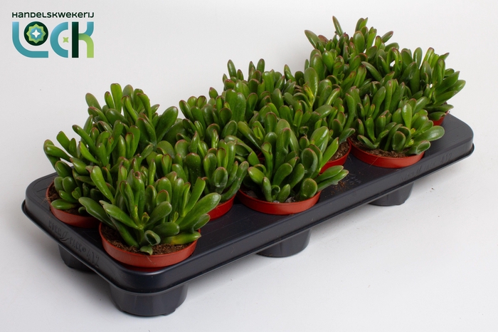 <h4>Crassula Ovata Gollum</h4>