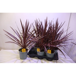 arr8 Cord Aus Red Star