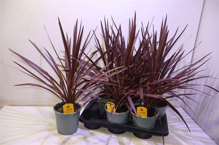 <h4>arr8 Cord Aus Red Star</h4>