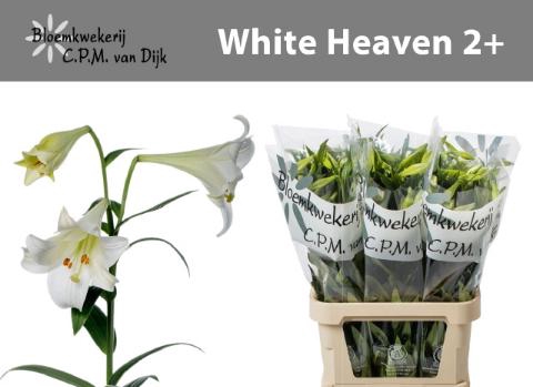 <h4>LI LF WHITE HEAVEN 2+</h4>
