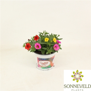 Calibrachoa Confetti Garden Hawaiian Trio gemengd
