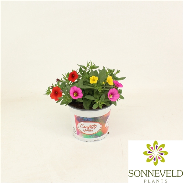 <h4>Confetti Hawaiian summer star</h4>