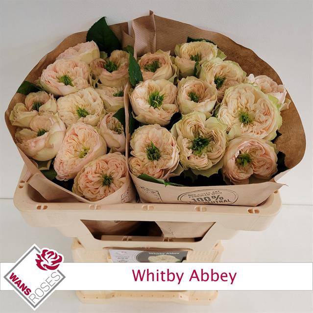 <h4>Rosa Garden Whitby Abbey</h4>