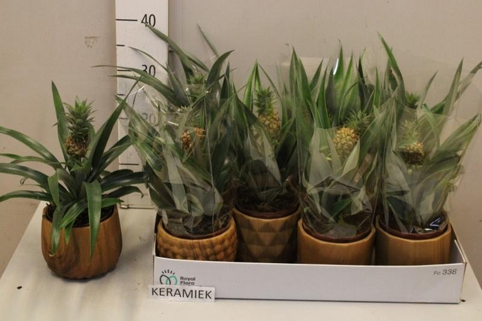 <h4>ANANAS ROSITA</h4>