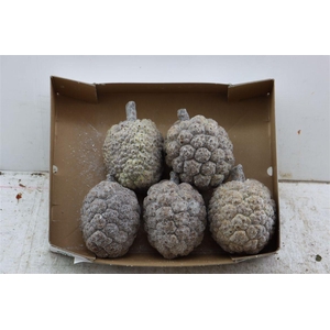 Wax Pandanus Gl Medium
