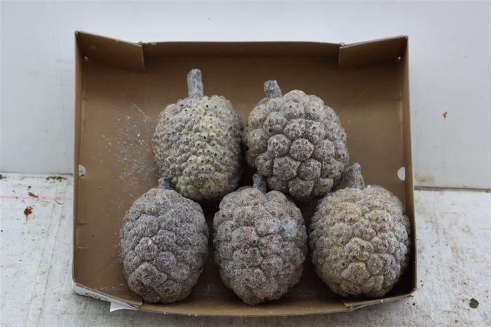 <h4>Wax Pandanus Gl Medium</h4>