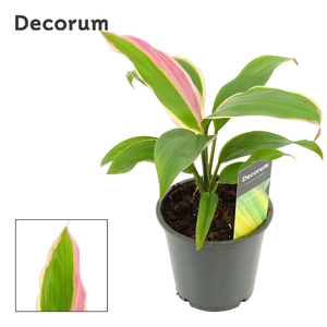 Cordyline Marshmallow Queen 12 cm (Decorum)