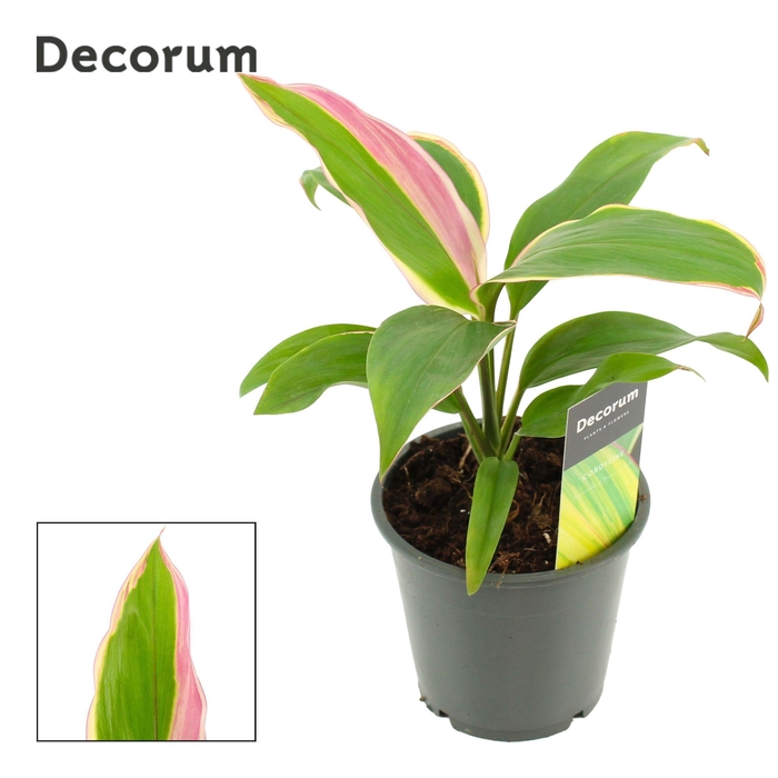 <h4>Cordyline Marshmallow Queen 12 cm (Decorum)</h4>