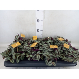 Tradescantia zebr. 'Purpusii'