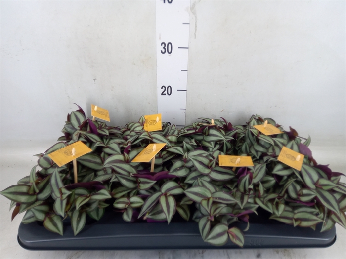<h4>Tradescantia zebr. 'Purpusii'</h4>