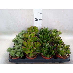 Crassula   ...mix