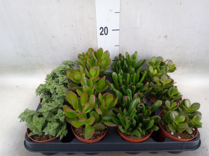 <h4>Crassula   ...mix</h4>