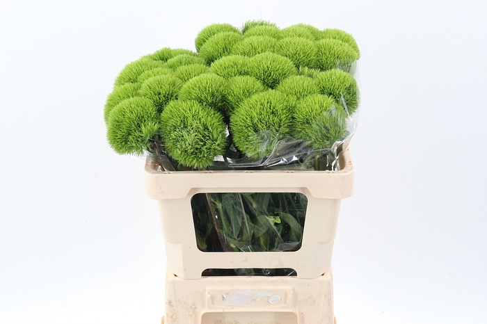 <h4>Kiwi Mellow x30</h4>