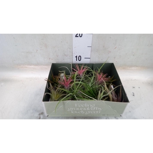 Tillandsia