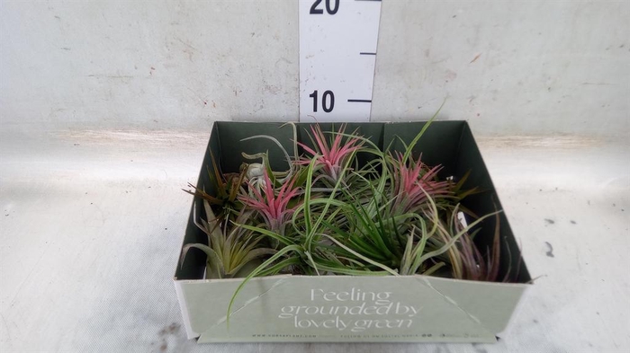 <h4>Tillandsia</h4>
