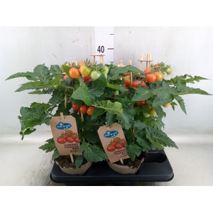 Solanum lycopersicum   ...