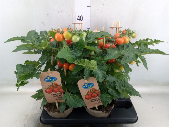 <h4>Solanum lycopersicum   ...</h4>