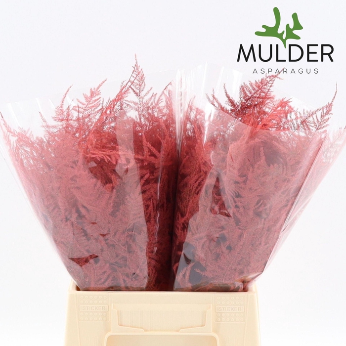 Asparagus DYED Salmon