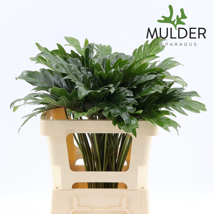 <h4>Philodendron  'Xanadu'</h4>