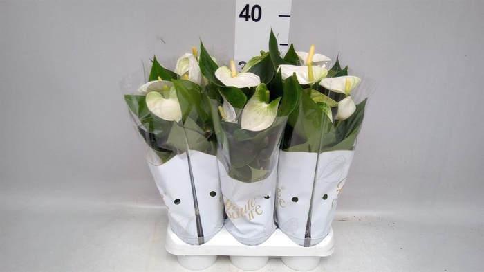 <h4>Anthurium andr. 'Cocos'</h4>