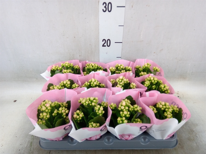 <h4>Kalanchoe  'RoseFlow Katie'</h4>