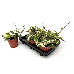 HOYA C KRIMSON QUEEN