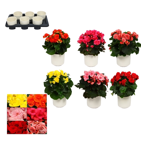 <h4>Begonia 13cm mix in keramiek wit</h4>