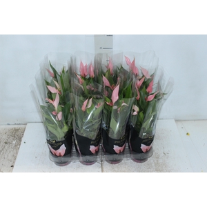 ANTHURIUM LILLI P09 PREMIUM