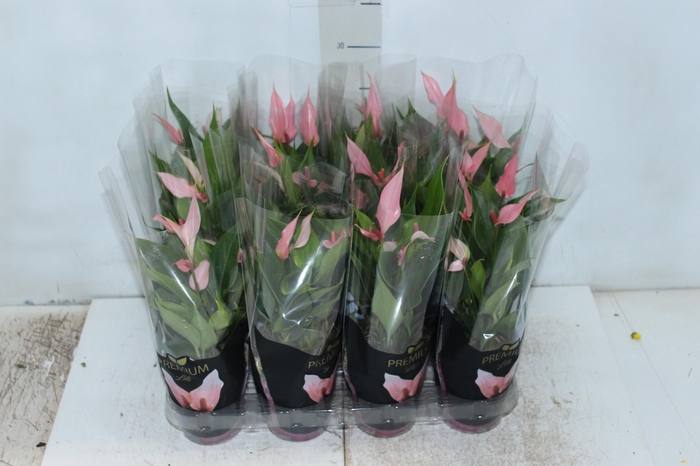 <h4>ANTHURIUM LILLI P09 PREMIUM</h4>