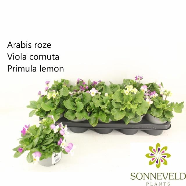 <h4>PERKPL TOEF 3 KL</h4>