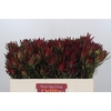 Leucadendron Blush Spray