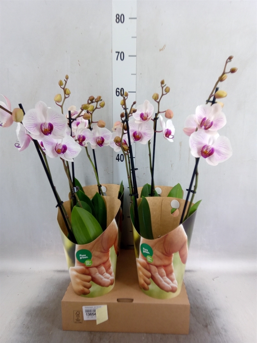 <h4>Phalaenopsis  'Ant Denver'</h4>