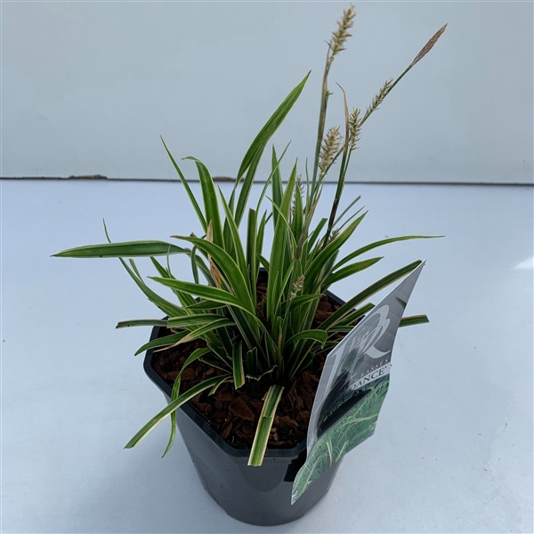 <h4>Graminées Carex 'Ice Dance'</h4>