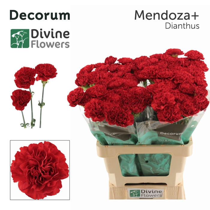 <h4>Di St Mendoza</h4>
