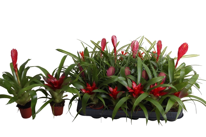 <h4>BROMELIA GEM</h4>