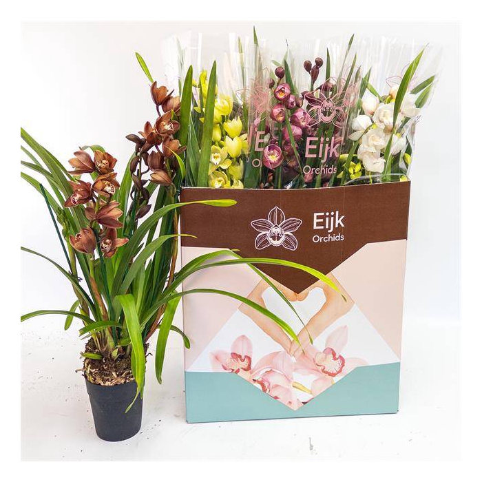 <h4>Cymbidium mix (Cites) 14Ø 80cm 4st</h4>