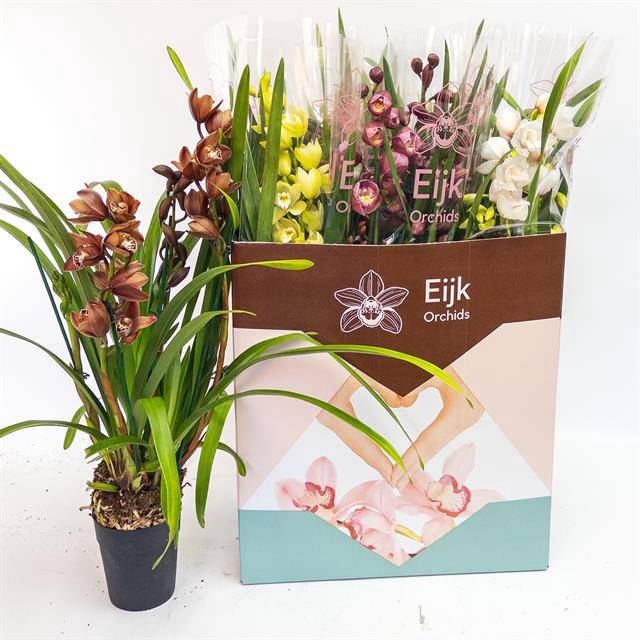 Cymbidium mix (Cites) 14Ø 80cm 4st