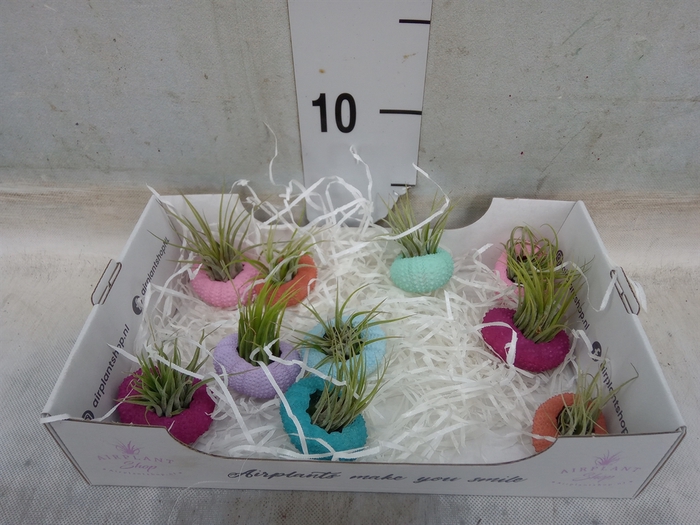 <h4>Tillandsia</h4>