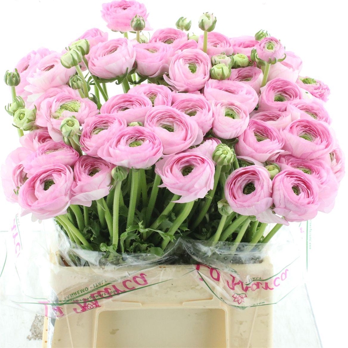 <h4>Ran Su Sr Rosado Extra</h4>