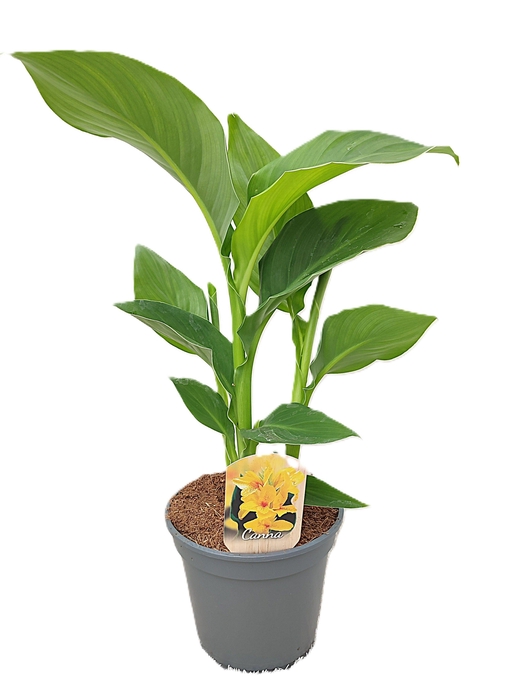 <h4>Canna Tenerife Zonder Bloem p 17</h4>