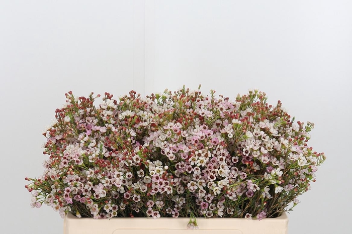 <h4>Chame Blondie</h4>