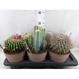 Cactus   ...mix