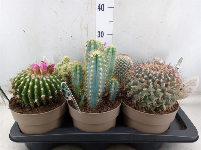 <h4>Cactus   ...mix</h4>