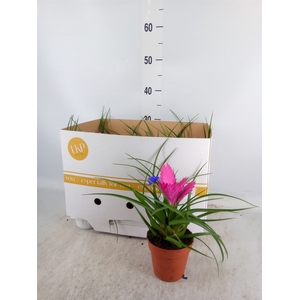 Tillandsia cyanea 'Josee'