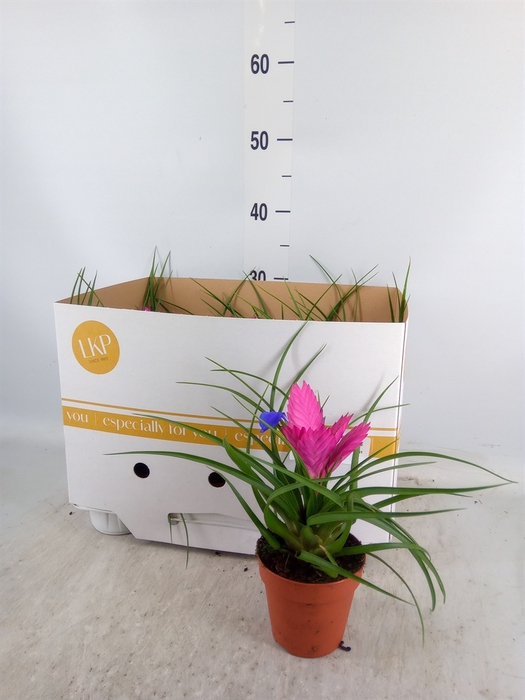 <h4>Tillandsia cyanea 'Josee'</h4>