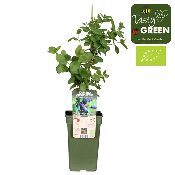 <h4>Lonicera kamtschatica Duet Bio P19</h4>